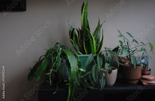 green plants on a black antique dresser