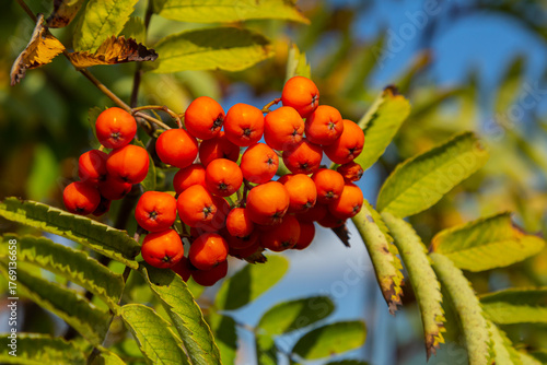 A bunch of red rowan berries on a tree