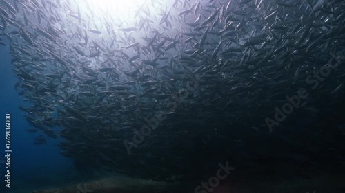 A massive school of sardines glistening under the sunlight, moving together in perfect harmony like waves beneath the ocean surface, cinematic slow motion high resolution