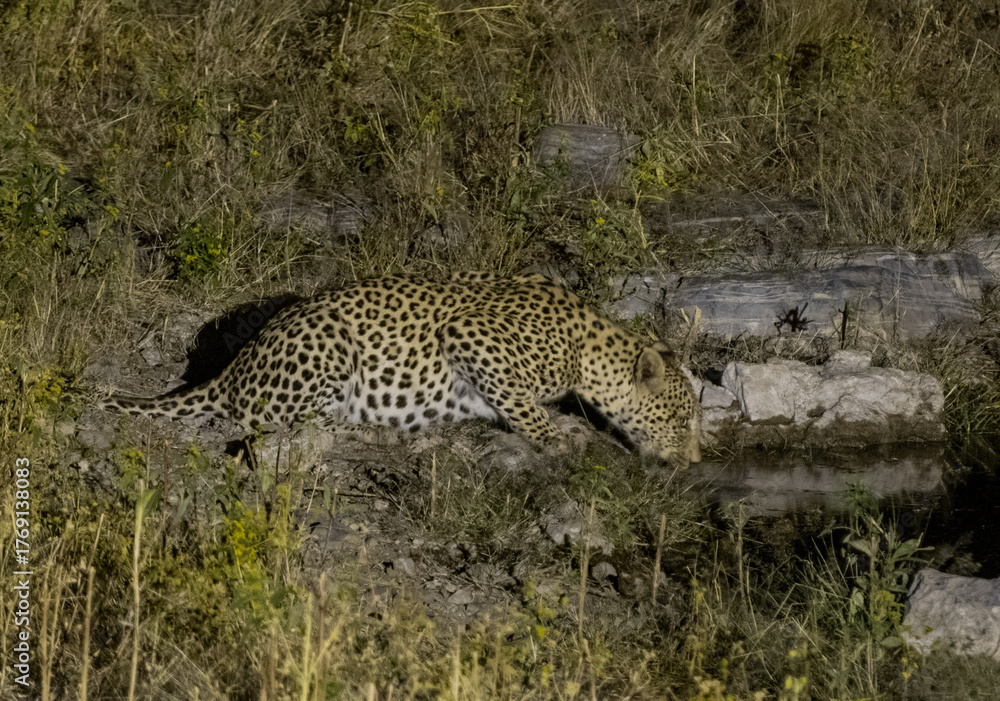 Fototapeta premium Leopard drinking water at night, Namibia