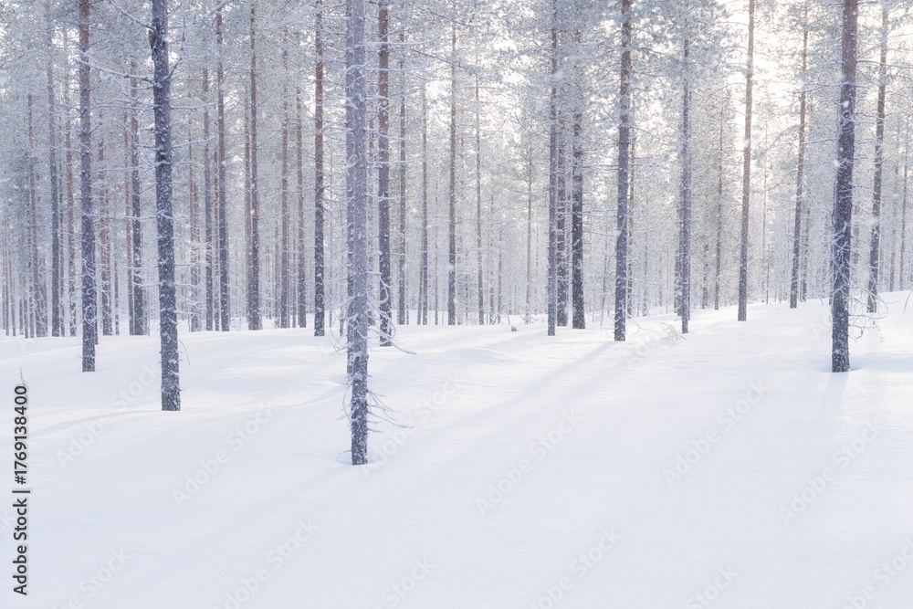 Fototapeta premium Winter landscape in the forest. Trees covered with snow. Sun rays through the trees. Winter wonderland. Scandinavian countries. Landscape in winter time. Background, wallpaper, postcard.