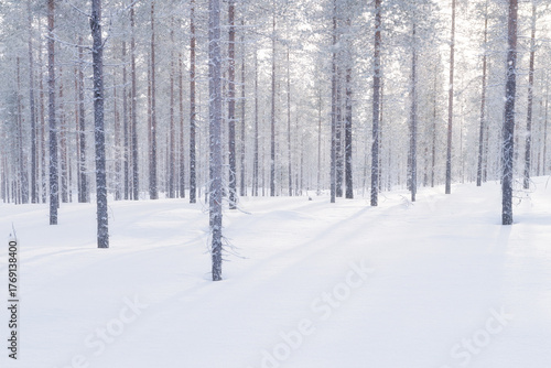 Winter landscape in the forest. Trees covered with snow. Sun rays through the trees. Winter wonderland. Scandinavian countries. Landscape in winter time. Background, wallpaper, postcard.