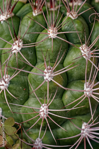 Macro de cactus