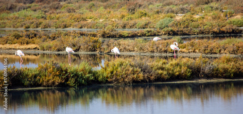 flamingos na ria