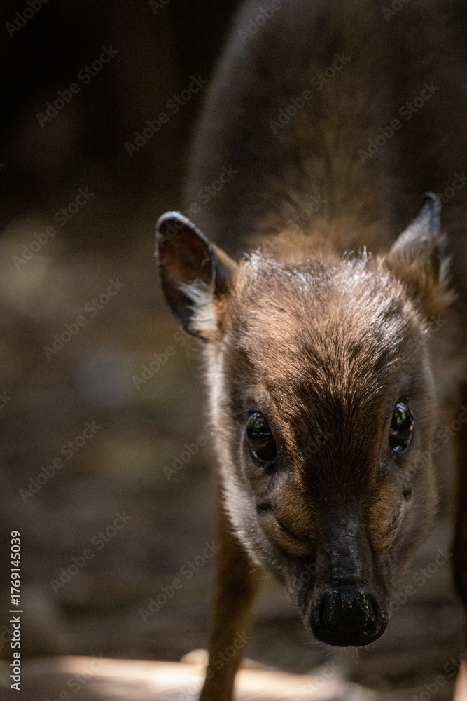 Fototapeta premium Royal Antelope