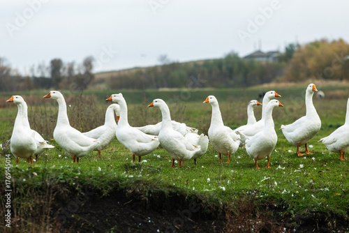 Peaceful rural landscape with a flock of white geese bathing and swimming in a small pond surrounded by green fields and village houses on a sunny countryside day