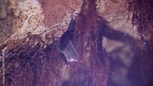 Close up small lesser horseshoe bat covered by wings, hanging upside down on top of by roots growth arched cellar waking up shaking after hibernation. Creatively illuminated wildlife blurry background