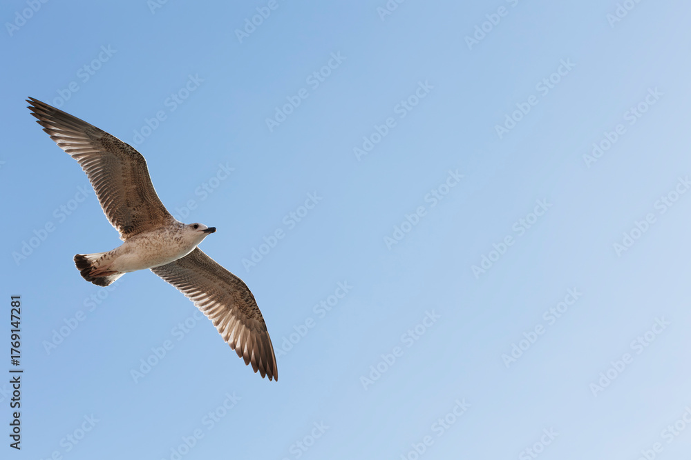 Fototapeta premium Seagull flying in the blue sky, closeup of photo