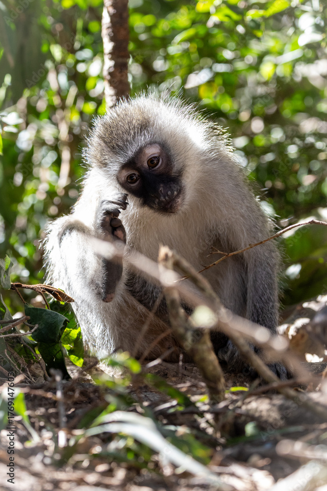 Obraz premium Monkey Furbabies