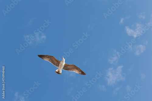 Seagull flying in the blue sky, closeup of photo