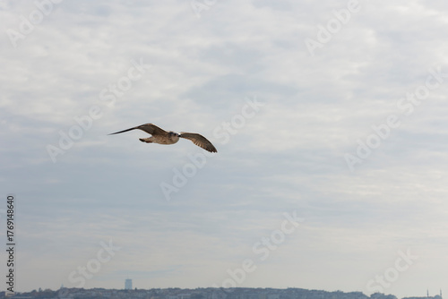 Seagull flying in the blue sky, closeup of photo