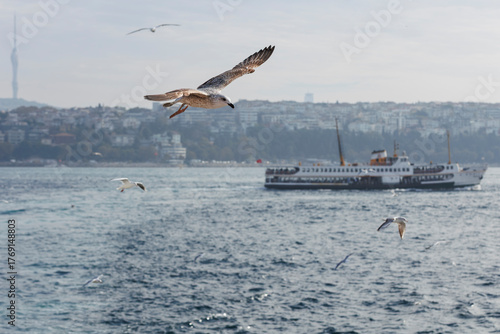 Seagull flying over the Bosphorus in Istanbul, Turkey, sharp bird image
