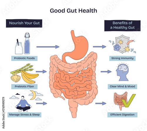 Gut health brief shows intestines centered, with probiotic foods and prebiotic fiber driving digestion, immunity, and mood, key objects, intestines, yogurt bottle, banana. Doodle style diagram