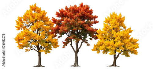 ,autumn tree isolated on white