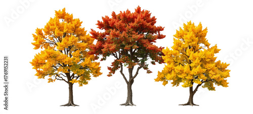 Set of Pinus tabuliformis and Pinus muricata frontal isolated png on a transparent background perfectly cutout autumn tree isolated on white