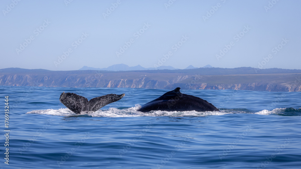 Fototapeta premium Humpback Whales