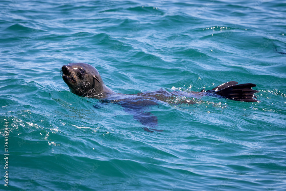 Obraz premium Cape Fur Seal