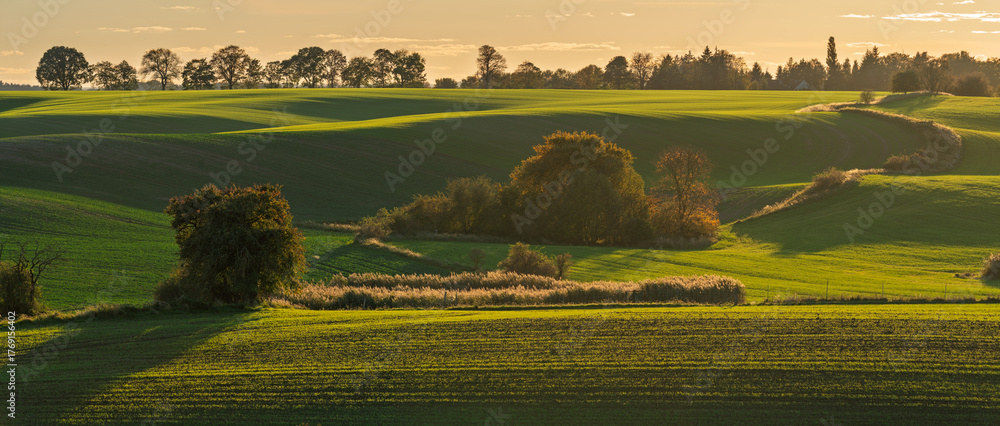 Fototapeta premium Intensely green fields contrasting with the autumn colors of trees in Brandenburg, Germany