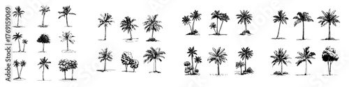 Assortment of hand drawn tropical and deciduous tree sketches