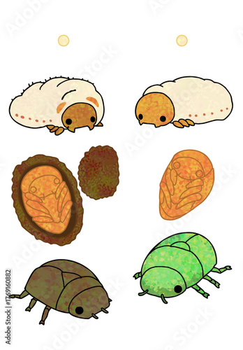 Rhomborrhina japonica and scarab beetle