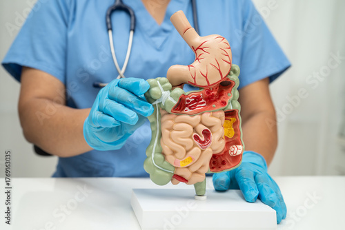 Digestive system with stomach and intestine, Asian doctor holding human anatomy model for study diagnosis and treatment in hospital.