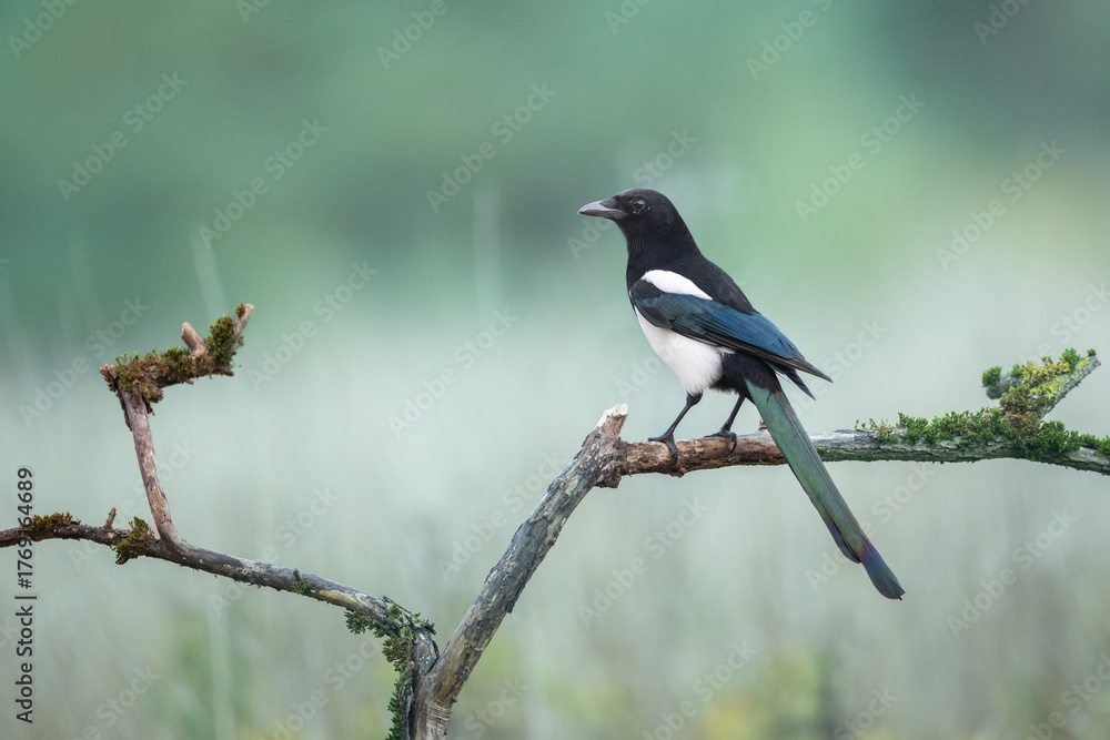 Obraz premium Bird - Common magpie Pica pica, very smart and clever bird with black and white plumage on blurred background, autumn time Poland Europe