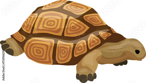 Tortoise illustration, turtle animal cartoon