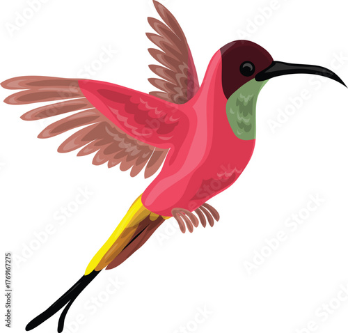 Hummingbird, Colorful tropical bird illustration