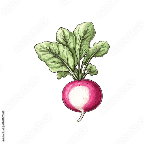 radish hand drawn illustration