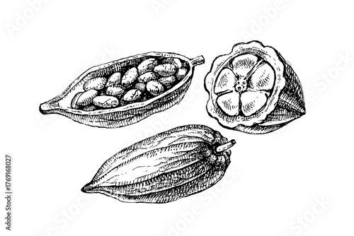 Hand drawn sketch cocoa beans set. Chocolate ingredient, packaging, label, cafe menu, branding design. Vintage engraving isolated vector illustration of natural healthy food
