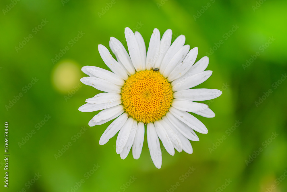 Fototapeta premium A Beautiful Daisy in a Serene Nature Setting Surrounded by Colorful Flora and Greenery