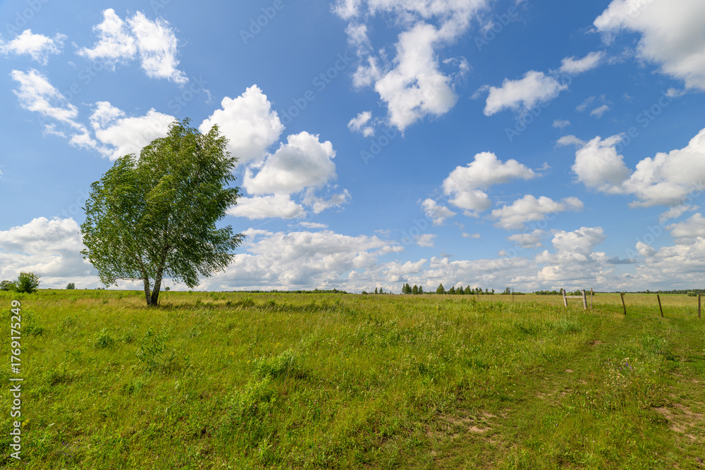 Fototapeta premium A Serene and Beautiful Landscape Featuring a Lone Tree Set Under a Clear Blue Sky