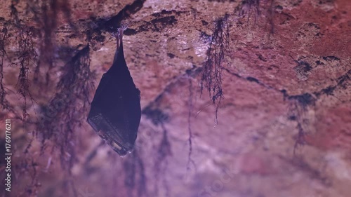 Close up small lesser horseshoe bat covered by wings, hanging down on top of by roots growth arched cellar ceiling while hibernating. Creative wildlife take. Creatively illuminated blurry background.