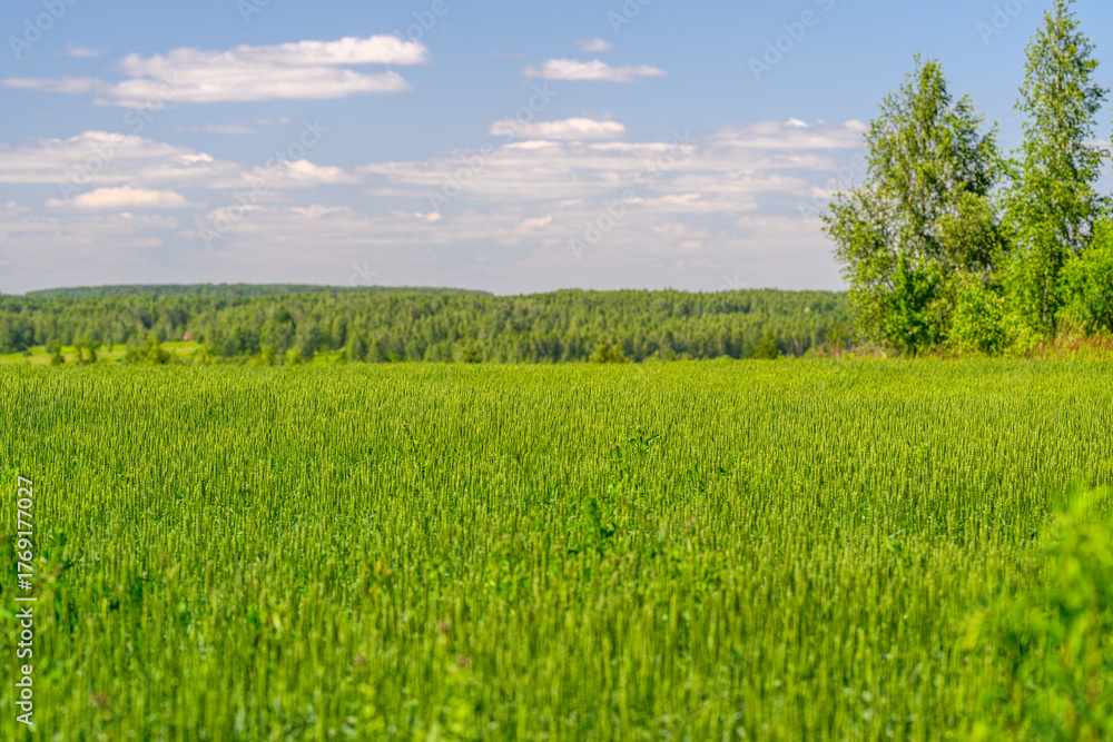 Fototapeta premium A Beautiful and Vibrant Green Field Spreading Vastly and Delightfully Under a Clear Blue Sky
