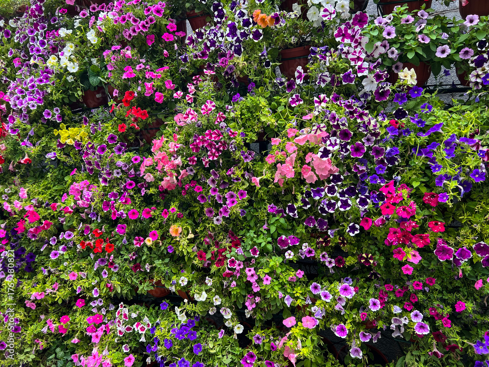 Obraz premium Background of colorful bright petunia flowers.