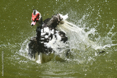 Exótico pato selvagem dando um show de movimento em seu banho na lagoa do jardim do Museu da República - Catete - RJ