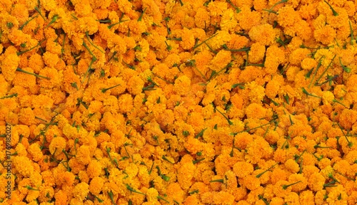 seamless orange flowers background
