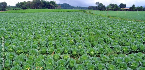 vegetable field in the morning