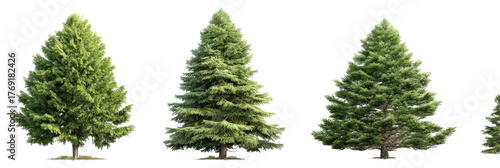 Rows of evergreen coniferous trees, sizes vary