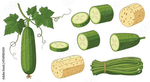 Collection of luffa gourds in various forms, including fresh on the vine, sliced, dried sponge, and a bundle of cooked vegetable.