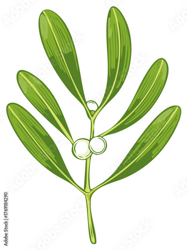 Vector Illustration of a Green Mistletoe Branch for Winter Holiday Decoration