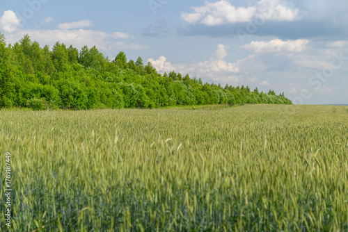A Beautiful Lush Green Wheat Field Invitingly Spreads Beneath the Bright Blue Sky Alongside Trees