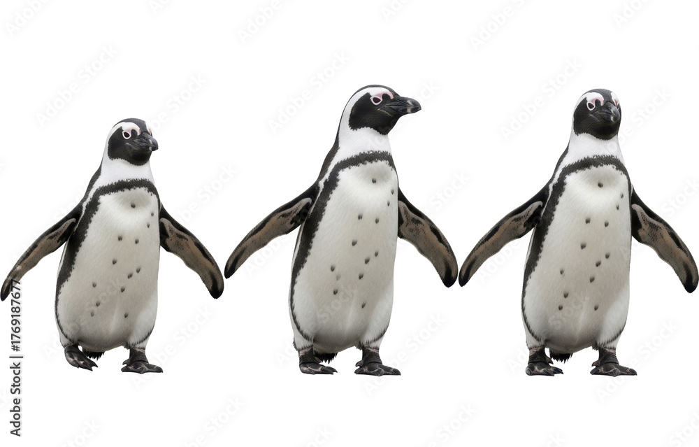 Naklejka premium Three African penguins standing in a row on a transparent background PNG image isolated wildlife file