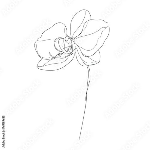 Elegant Single Line Orchid Illustration