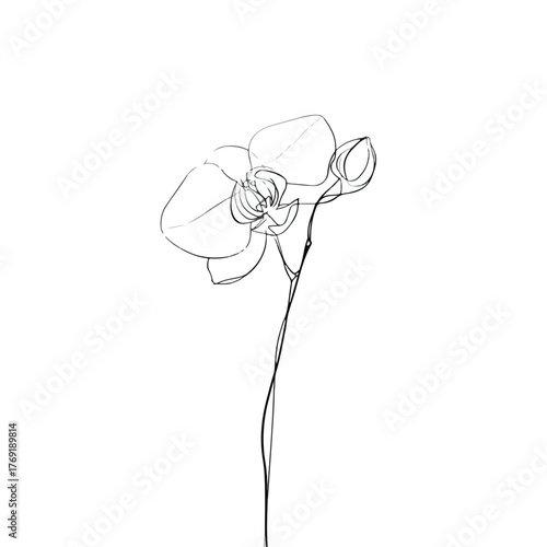 Elegant continuous line orchid illustration