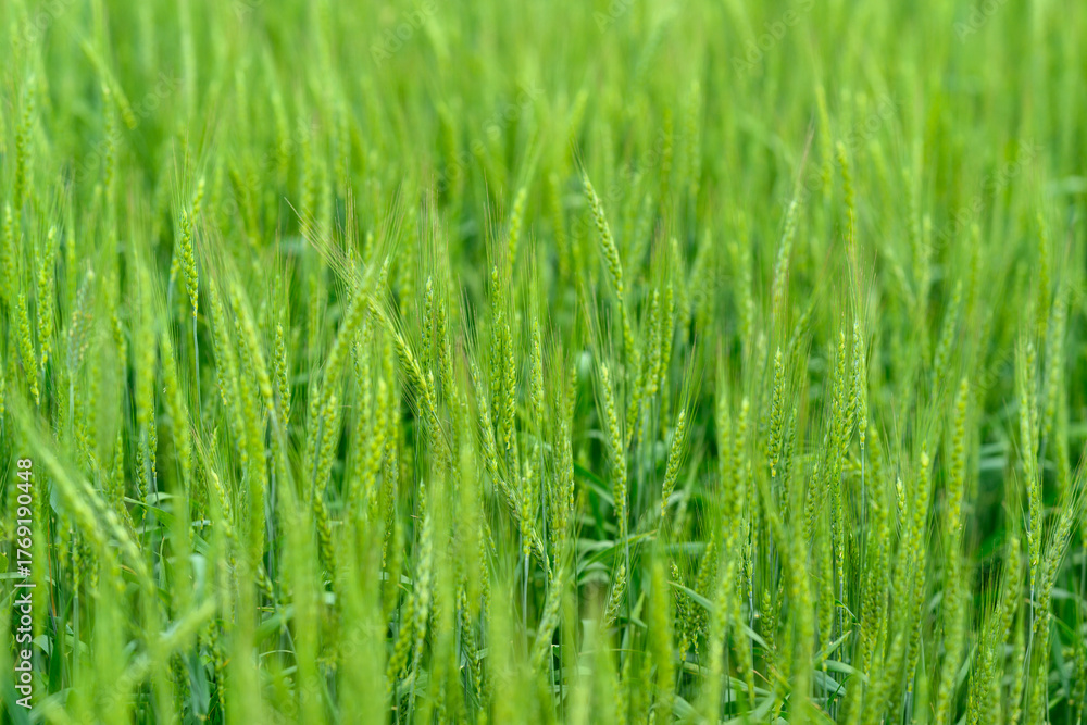 Obraz premium A Vast and Lush Green Grass Field Overflowing with Tall Strands in the Heart of Nature