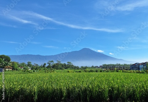 view of  rice filed and mountain 