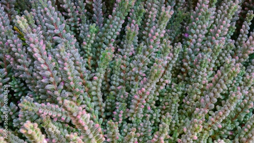 A macro shot of a vibrant green and pink hebe plant (shrubby veronica), showcasing its tiny, bead-like foliage. 