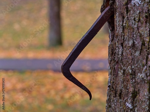 A close-up of a weathered, twisted metal hook embedded in the trunk of a tree. The tree bark has grown around the old, rusted iron object, symbolizing time and the coexistence of nature