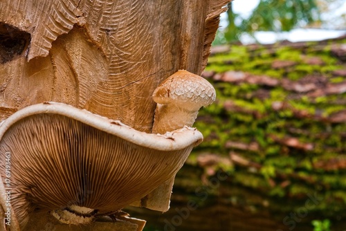 A close-up shot of two wild mushrooms growing on an old wooden log. The larger mushroom shows its textured gills, while the smaller one has a smooth cap, surrounded by deep wood grain